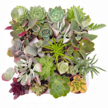 001  UNIDAD DE CRASAS MIX M-5,5